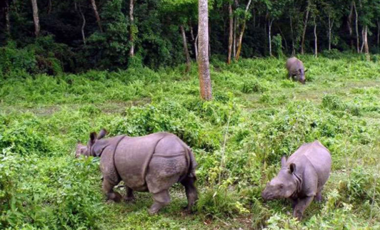 Discover the Wild: Bardia Tour Packages for Unforgettable Wildlife Adventures