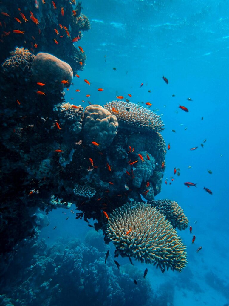 Unforgettable Red Sea Adventures: Pools, Slides, and Snorkeling