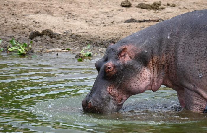Uganda And Rwanda Gorilla Treks: Short Adventures with Big Impact